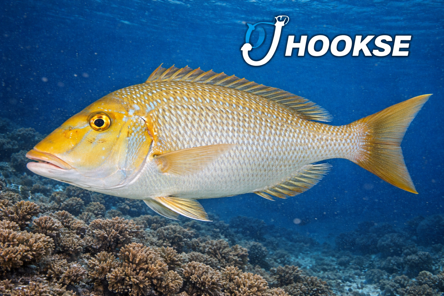 أفضل طرق صيد سمكة الشعور وأسرار أماكنها